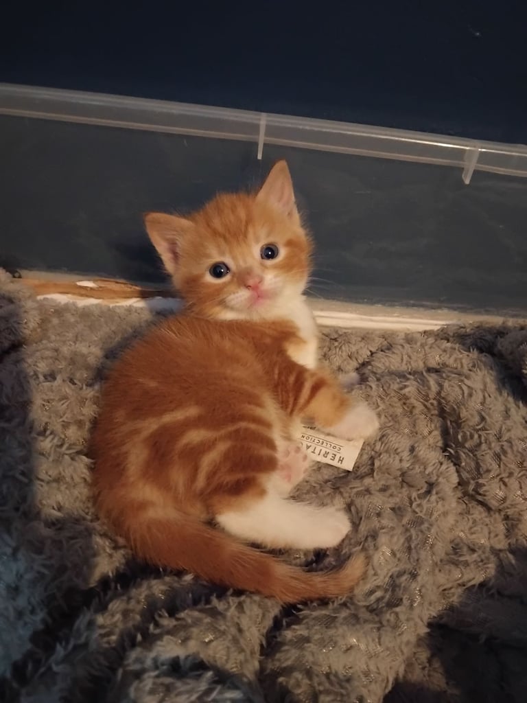 3 adorable 7 week old kittens looking for their forever home