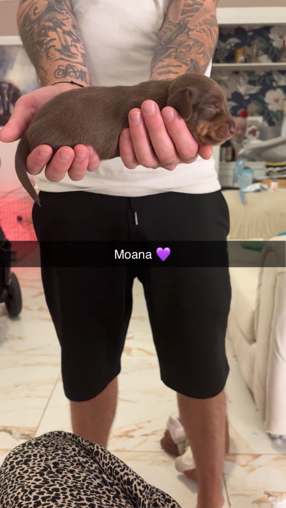 Miniature dachshund for sale £1200