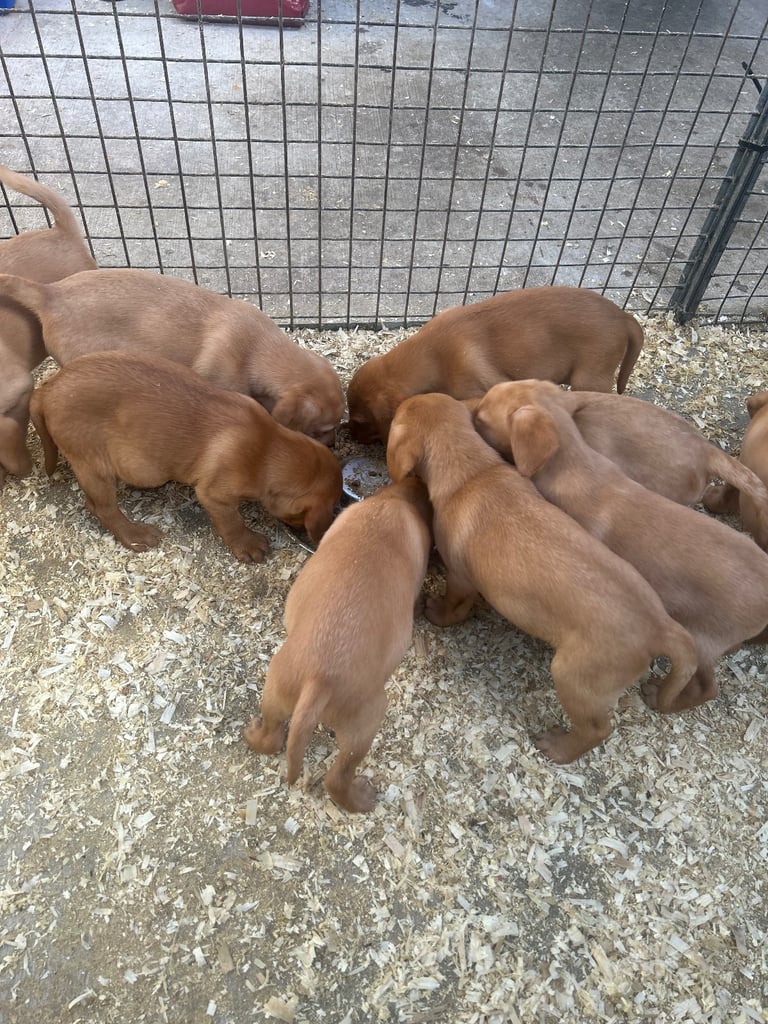 Excellent kc reg Labrador pups