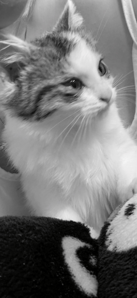 image for Lovely little kitten 