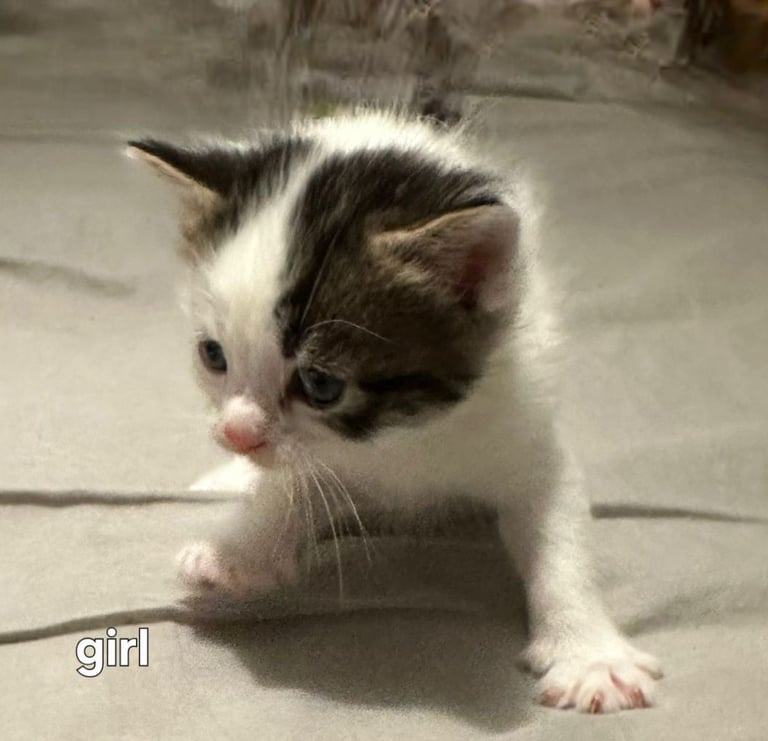 Kittens  mother part rag doll ready november 24th 