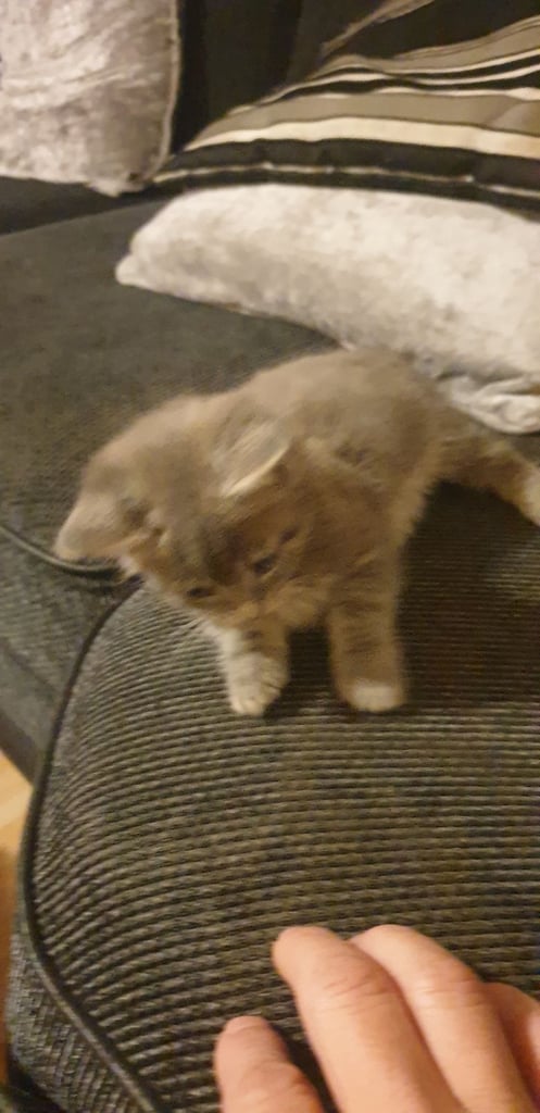 Maine coon kittens 