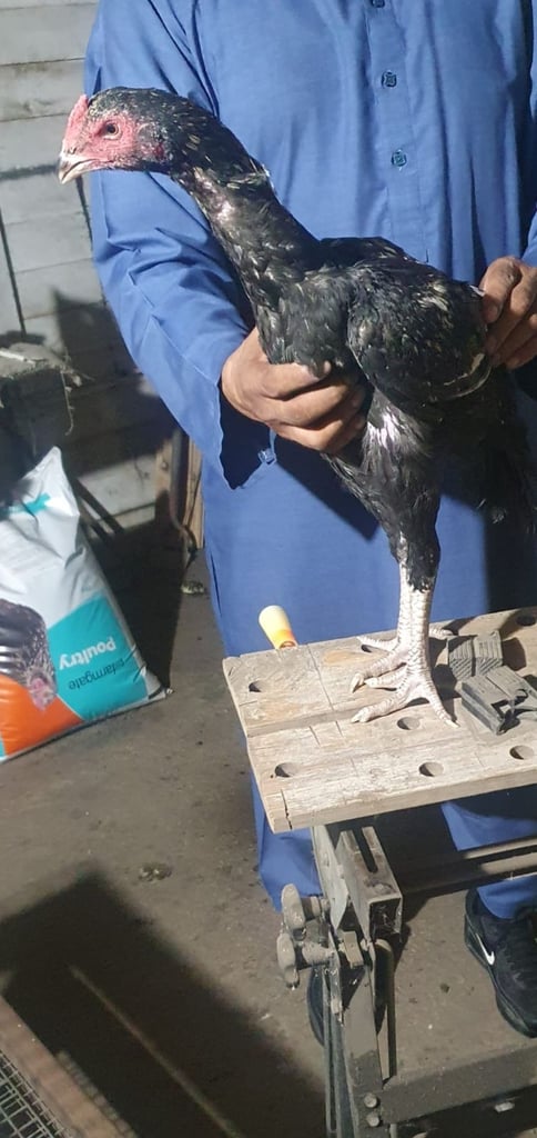 Aseel chickens for sale 