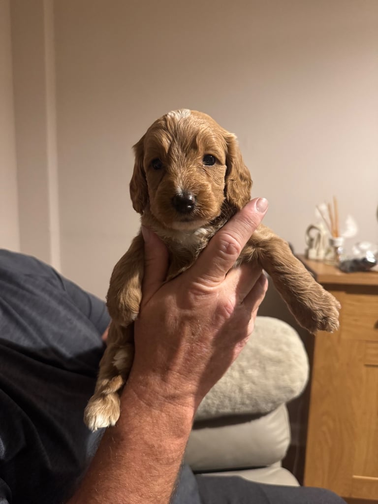 Stunning f1b cockapoo pup