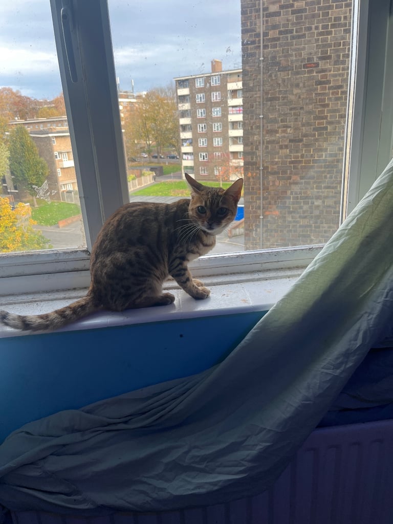 2 cats for sale  full pedigree f4 Bengal and a tabby cross price in description