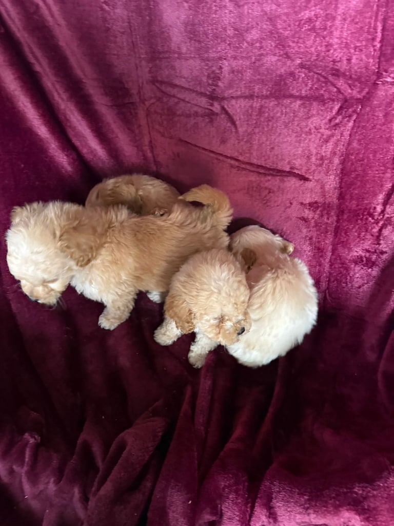 Cockerpoo puppies