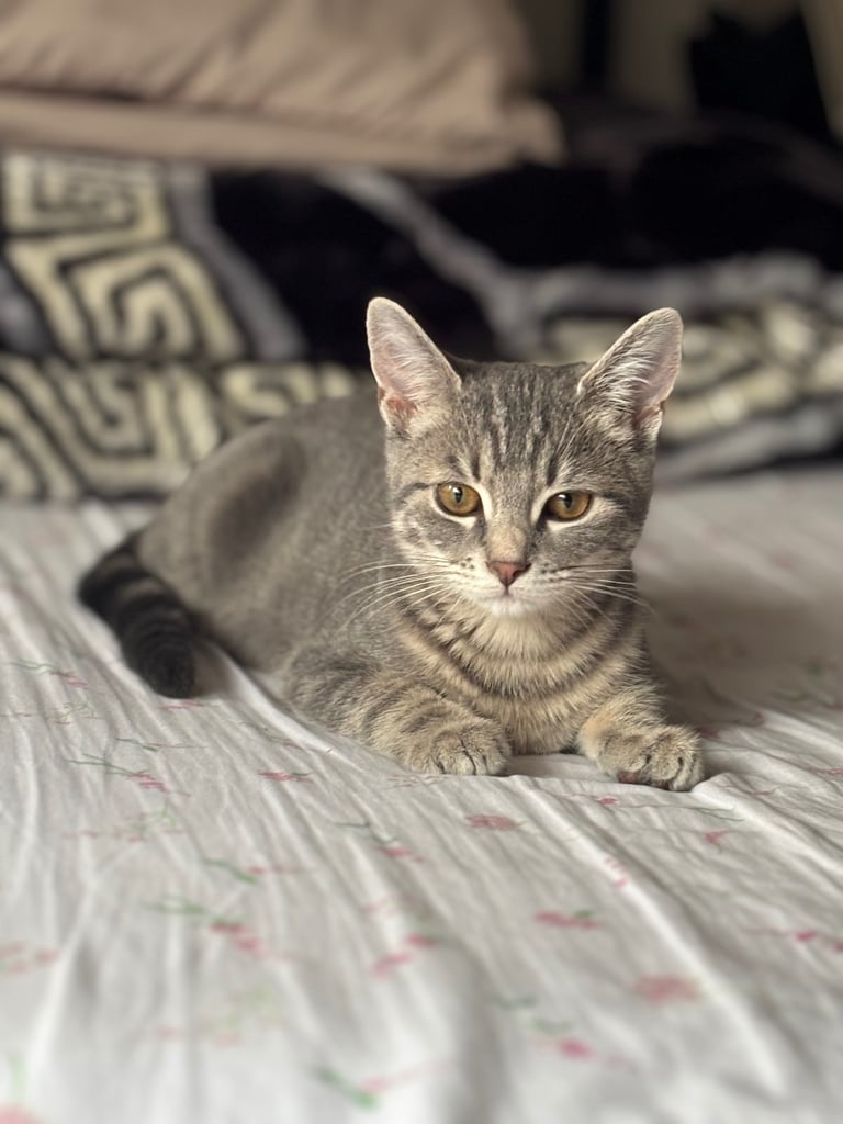 Urgent Grey kitten rehoming 