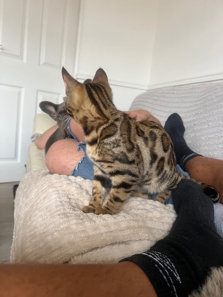 Bengal kittens 16 weeks 