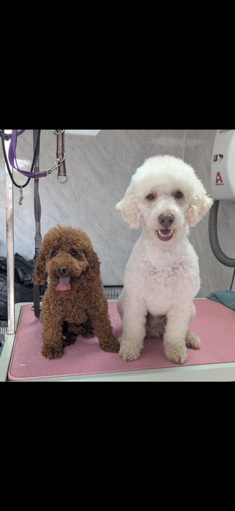Labradoodle puppies 2 boys 3 girls 