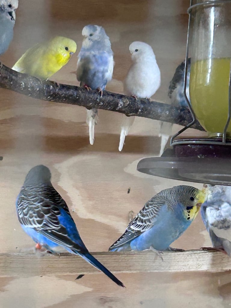 Beautiful baby budgies