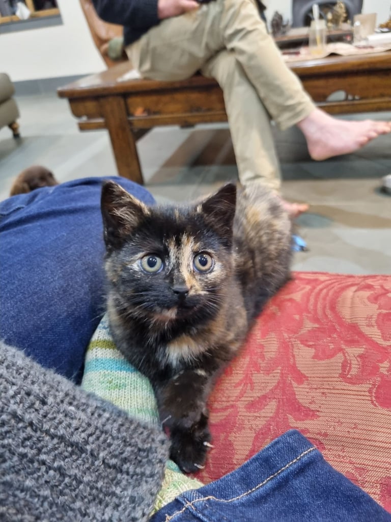 Beautiful, Female, Farm Kitten