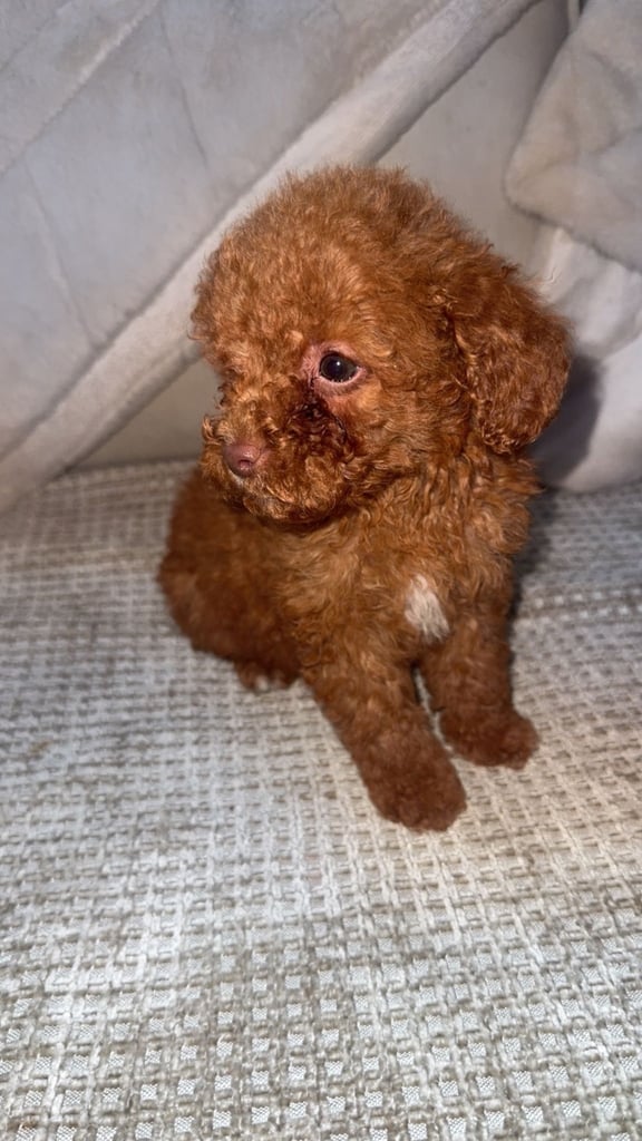 Beautiful miniature poodles