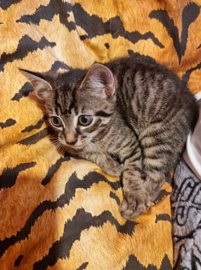 Beautiful tabby mixed bengal kitten for sale