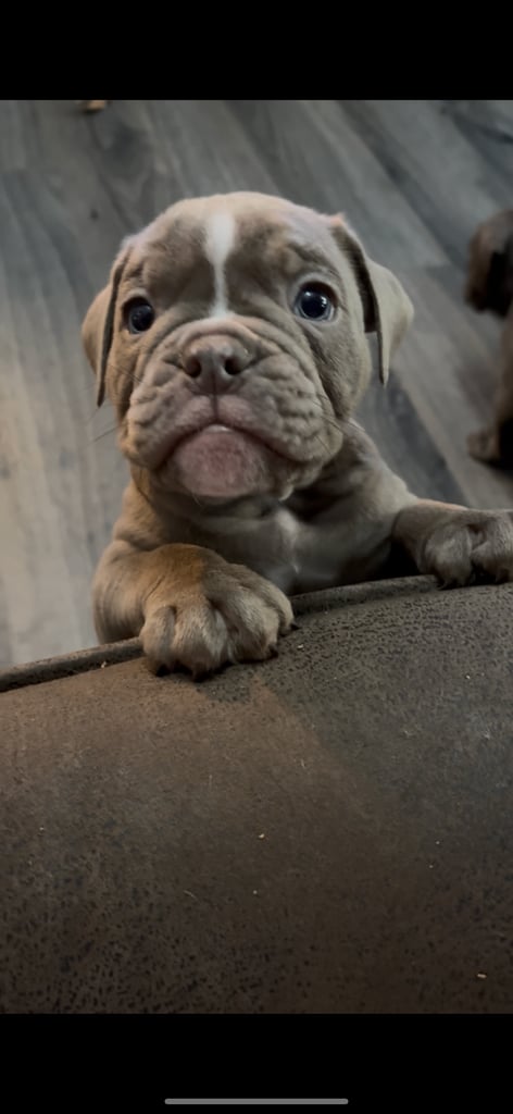Olde English Bulldogge Puppies For Sale
