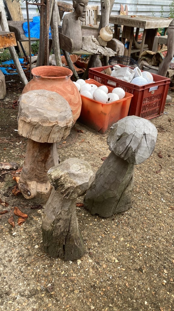 More hard wood mushrooms for sale from £15
