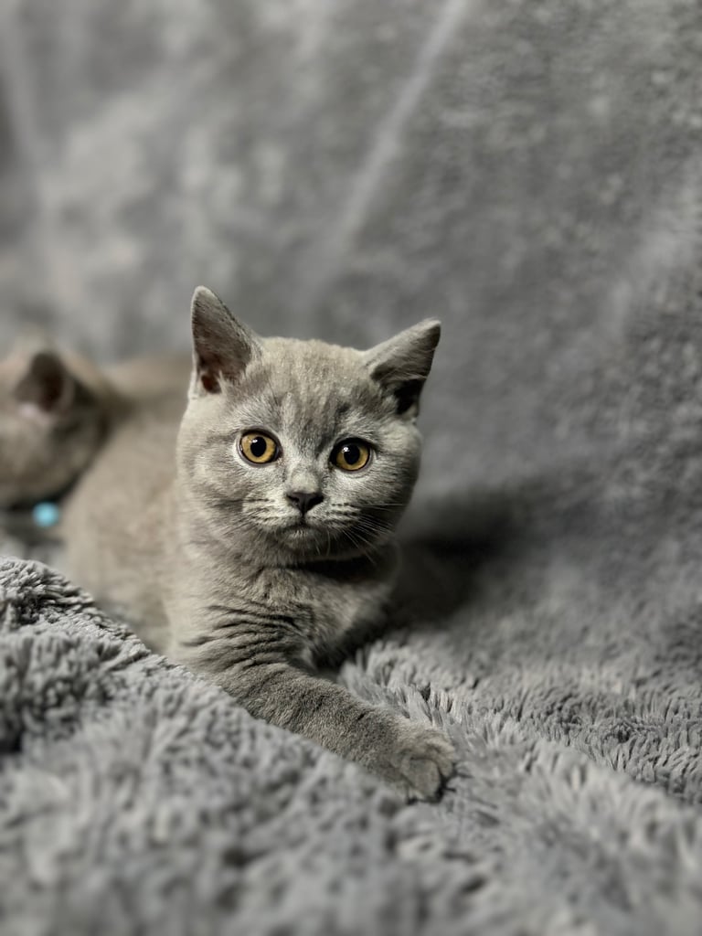 Exceptional British Blue Shorthair Kittens – Pedigree Line, Ready Now