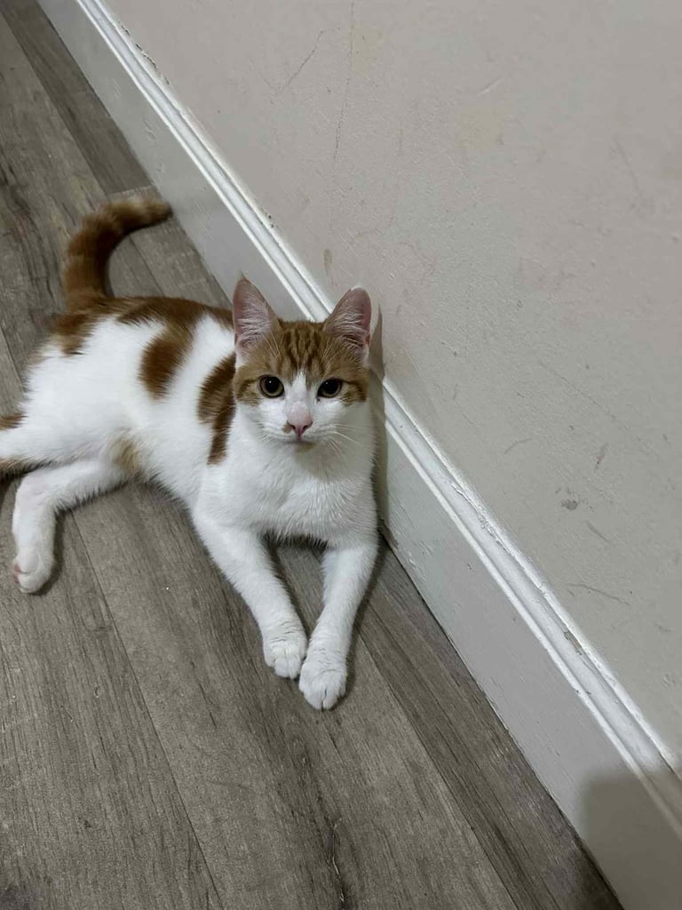 2 friendly 10-month old male cats 