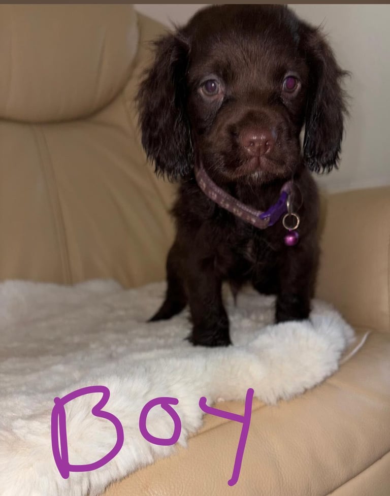 Cocker Spaniel Puppies