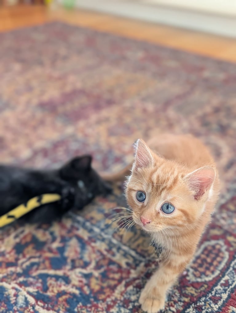 Adorable kittens looking for new homes