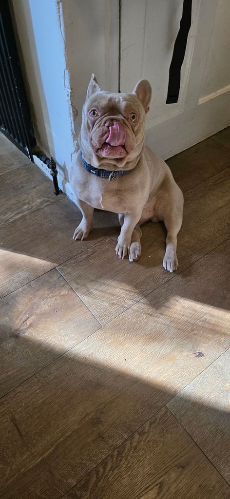 Lilac french bulldog for sale
