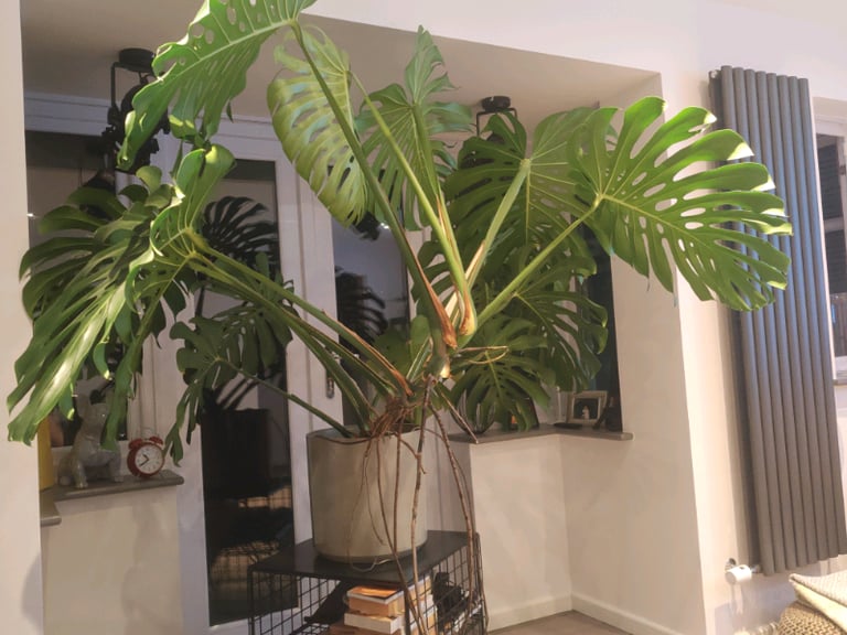 Giant Monstera Plant