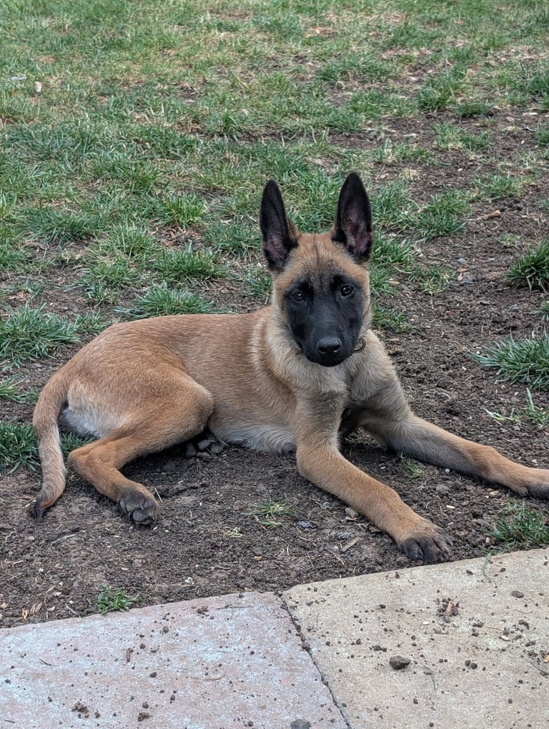 Beautiful Belgian Malinois 