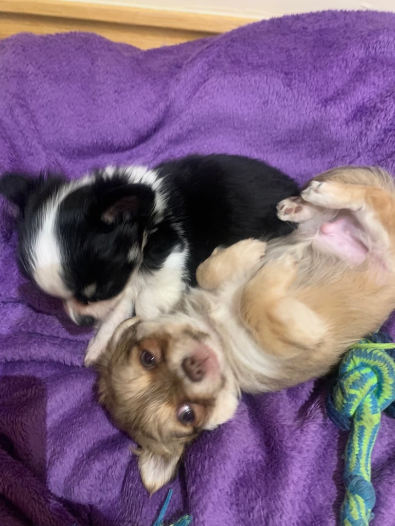 Tiny chihuahuas, long haired, £800 each 