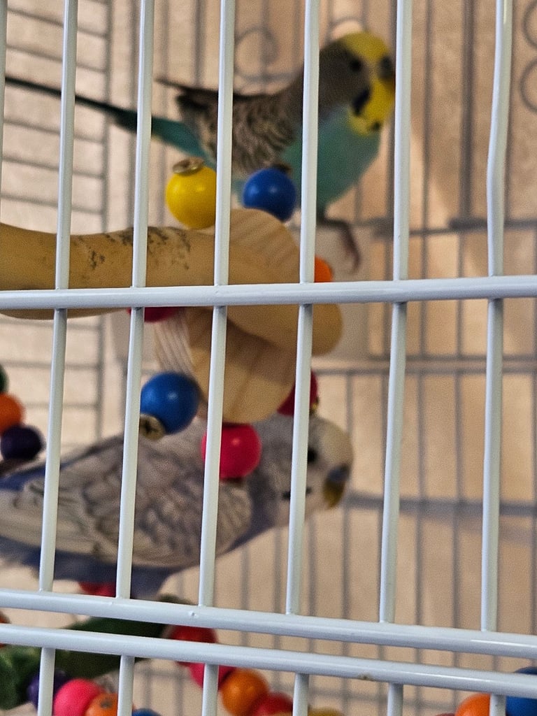 2 male budgies for sale