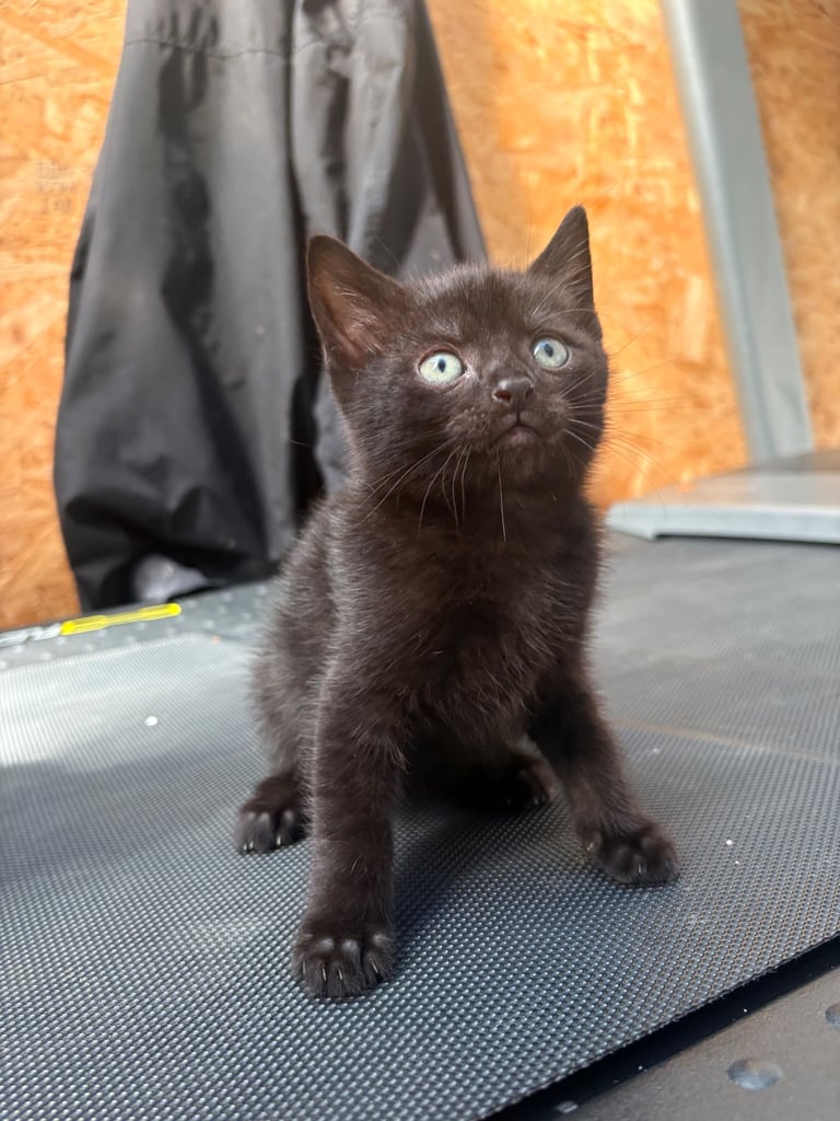 2 kittens for sale
