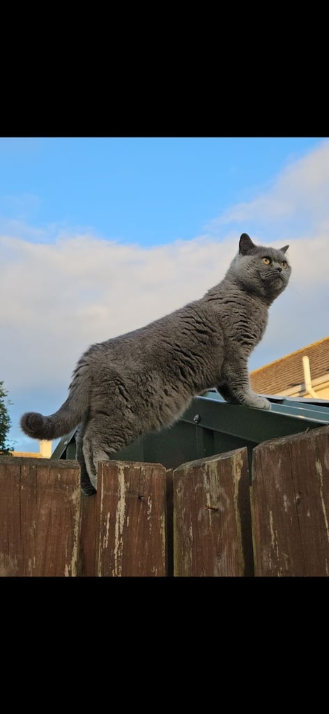 British short hair cats