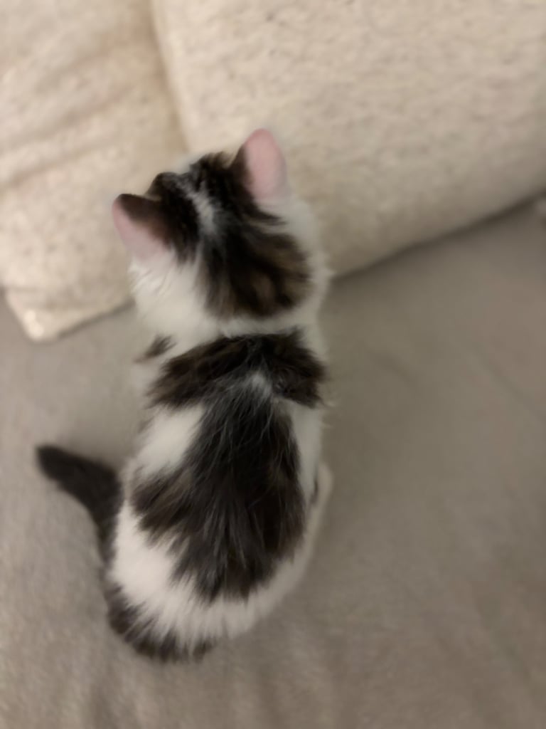kittens 