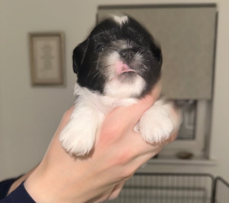 Lhasa Apso girl pup 
