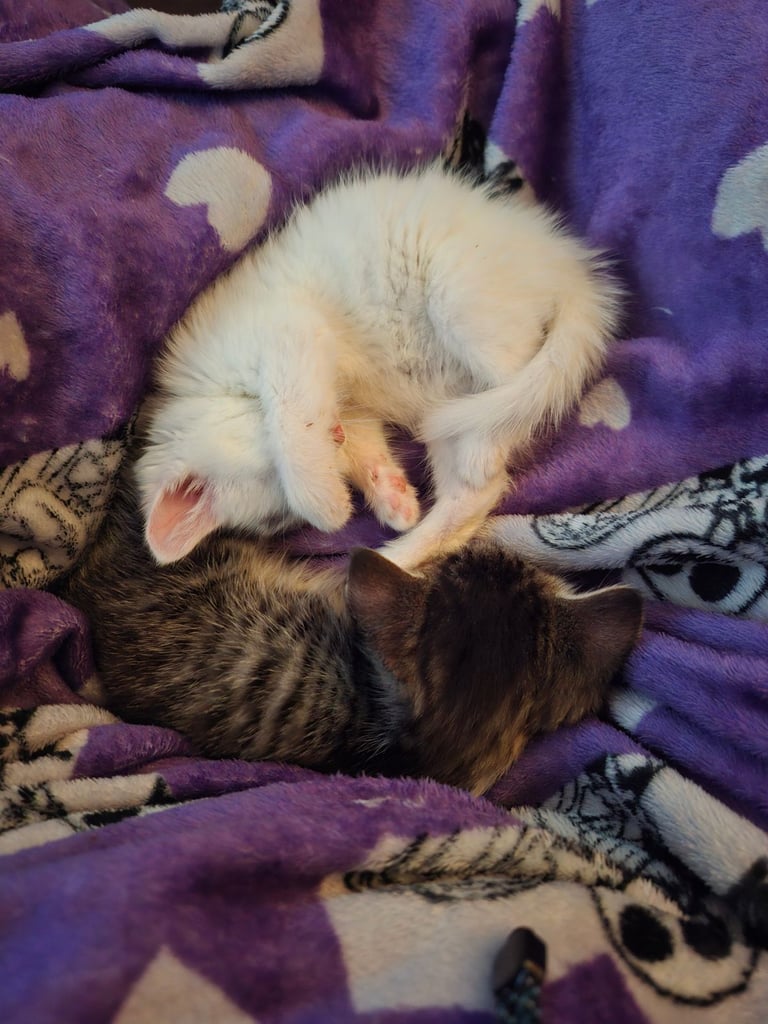 Kittens for sale