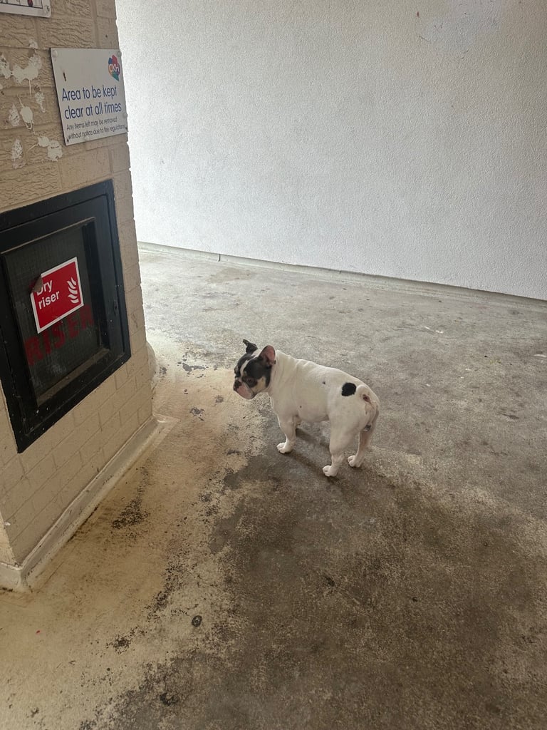 French bulldog