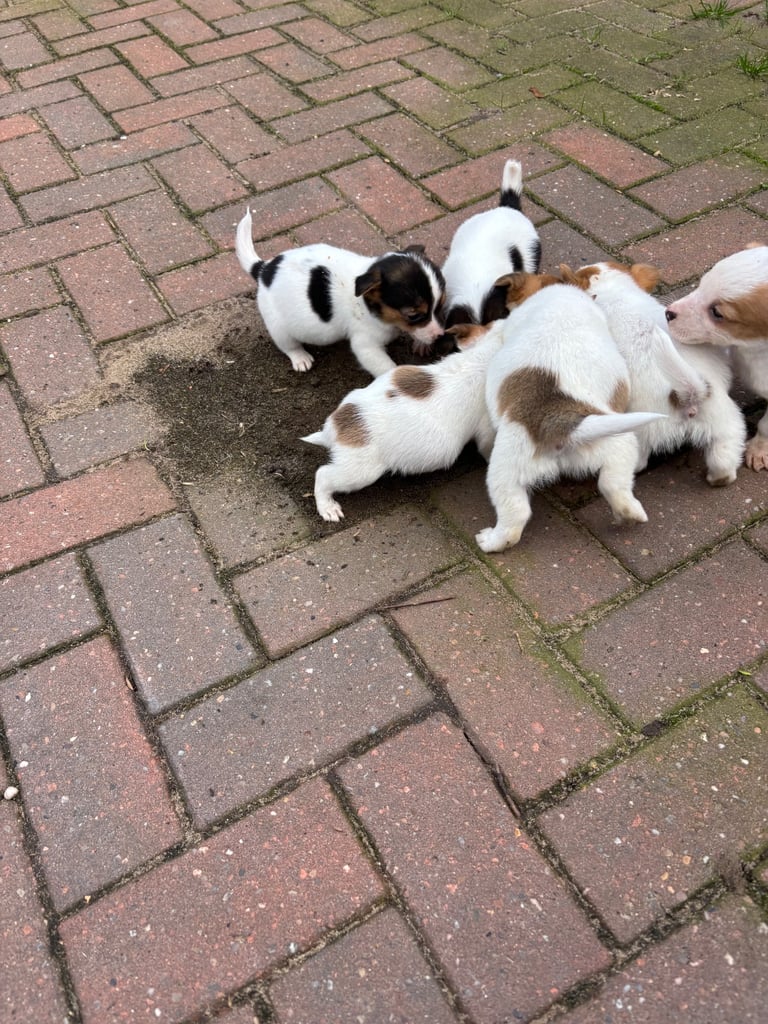 image for Jack Russell puppies 