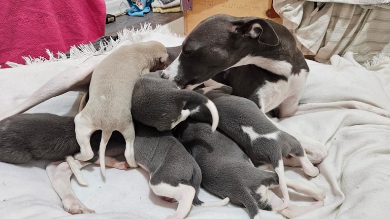 KENNEL CLUB REGISTERED WHIPPETS