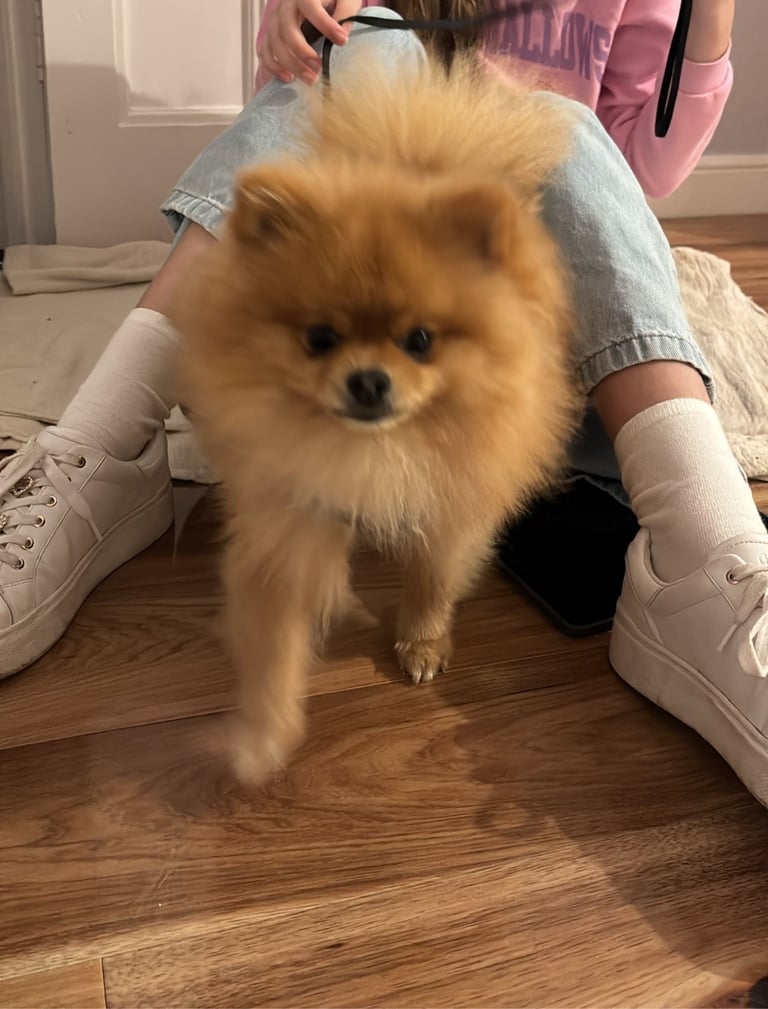 Champion blood line pomeranians 