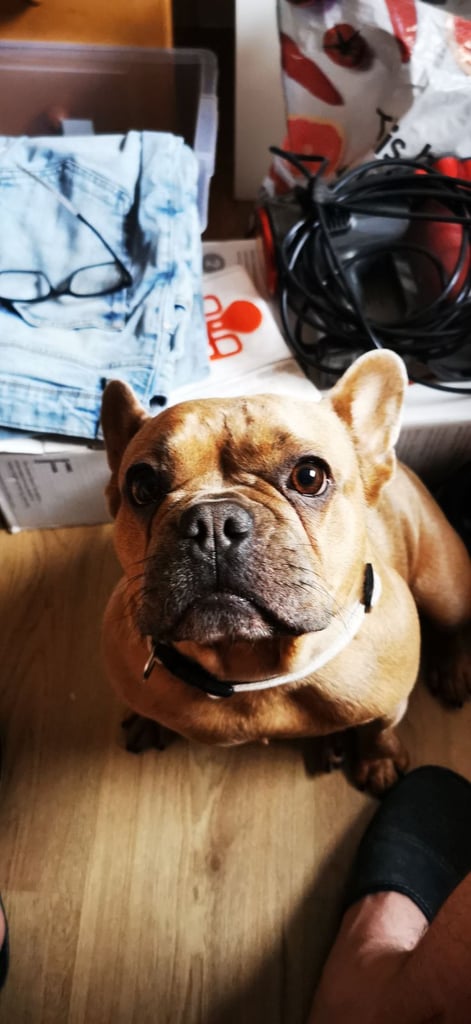 French Bulldog