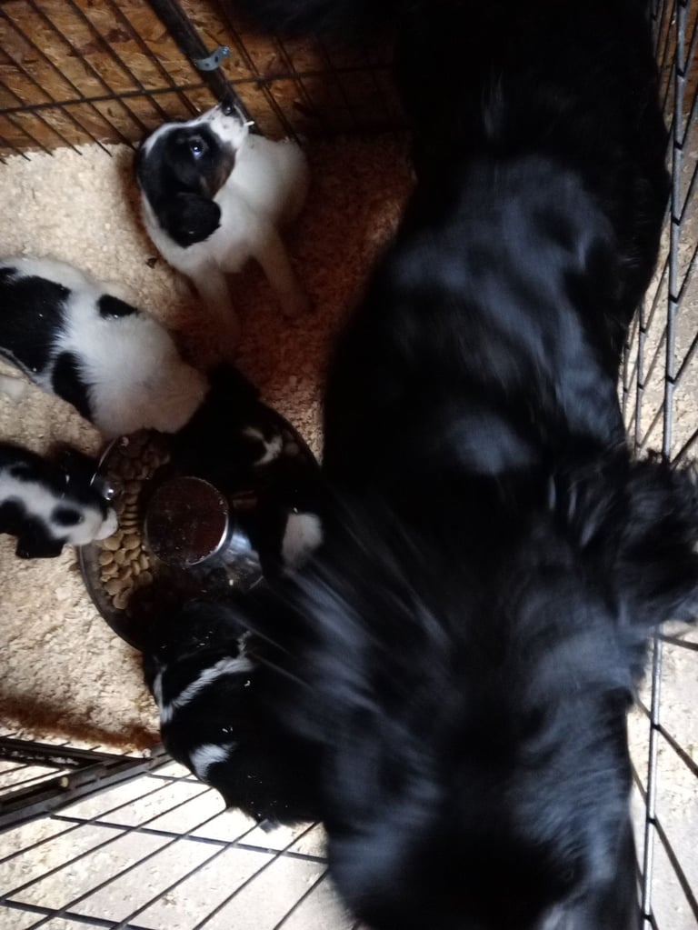 Cocker spaniels# these 2 beauties left🩷💙
