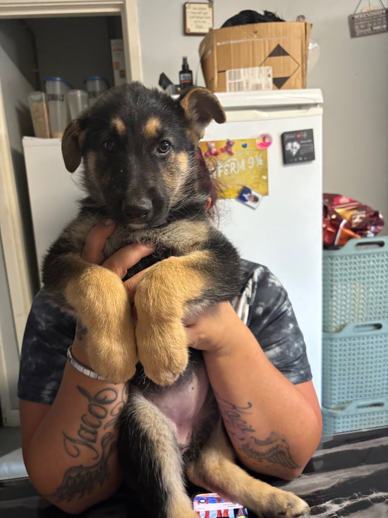 German shepherd pups 