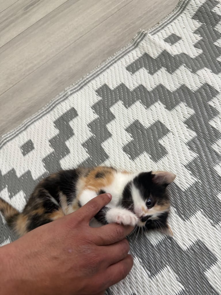 Male Half ragdoll kitten, looking for a lovely caring home
