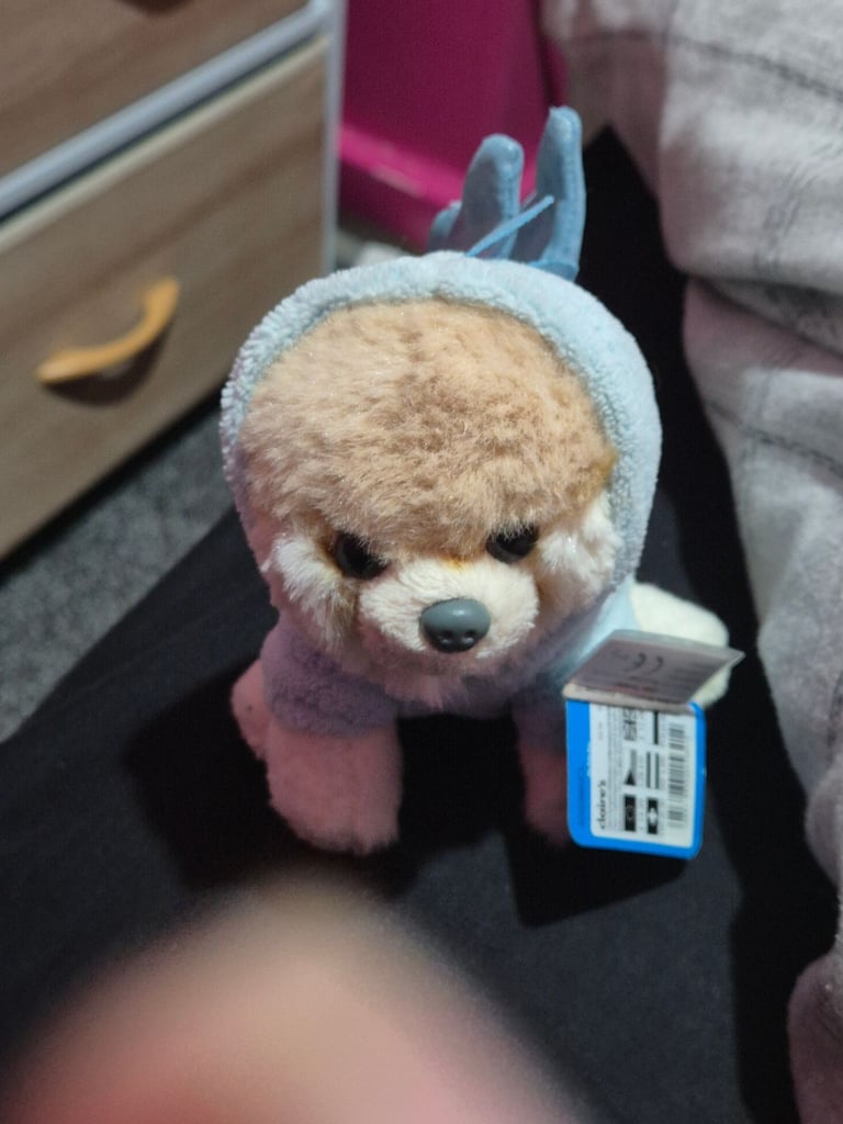 image for Boo the worlds cutest dog 