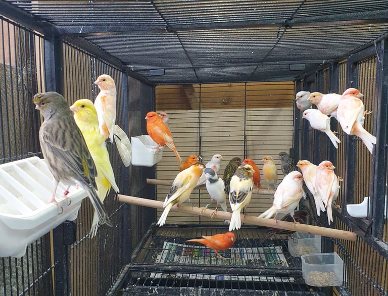 Birds for sale 