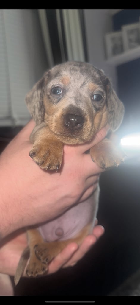 Miniature dachshund puppies 