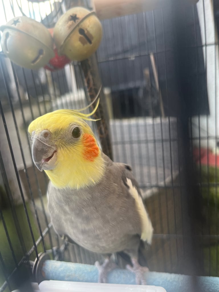 image for Perry the Cockatiel