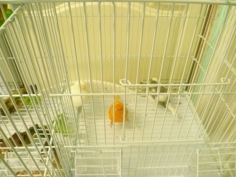 5 Canary Canaries Birds for sale for £140 Yellow, White/Black  Red Pure White Small Cage and Food
