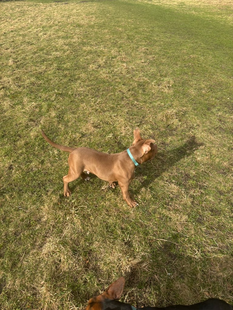 American pocket bully 
