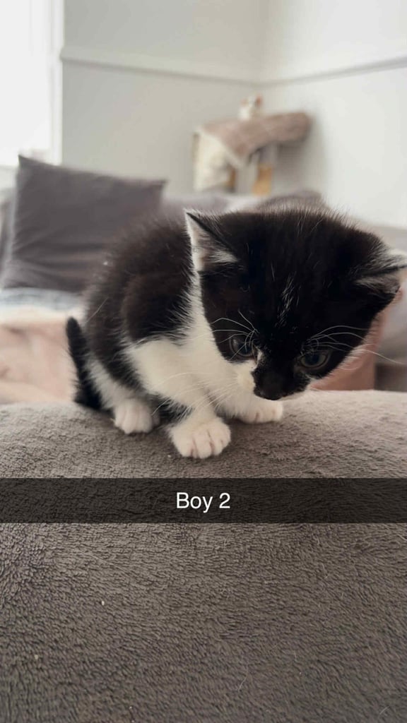 1 kittens 