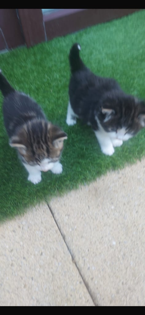 Kittens for sale 