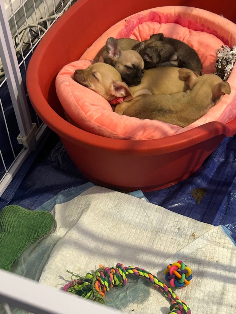 9 week Chihuahua puppies